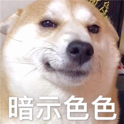 火遍全网的很火的达咩色色表情 狗狗超级有趣的聊天表情包