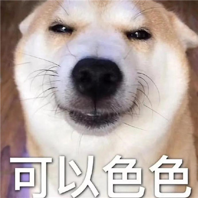 火遍全网的很火的达咩色色表情 狗狗超级有趣的聊天表情包