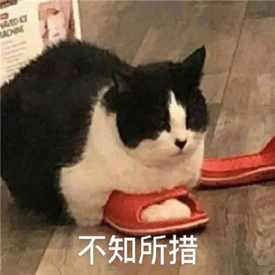 新版超级酷的可爱猫猫表情包 高清无水印的可爱猫咪表情大全2021最新