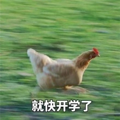 作业还没写完表情包可爱一套 超级有趣的一组聊天表情大全