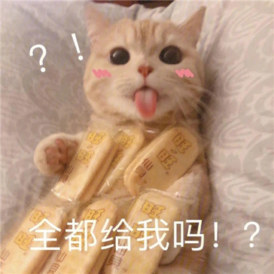 炒鸡甜的猫咪撒娇表情包合集 很撩人的撒娇表情合集