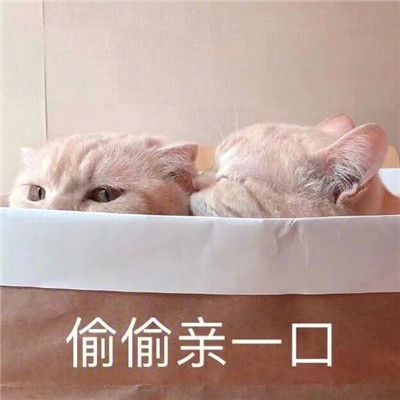 炒鸡甜的猫咪撒娇表情包合集 很撩人的撒娇表情合集