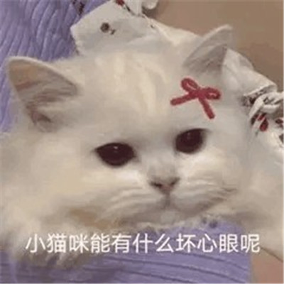 抖音超火小猫咪能有什么坏心眼表情包 很有趣热门的表情包合集