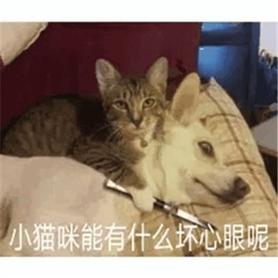 抖音超火小猫咪能有什么坏心眼表情包 很有趣热门的表情包合集