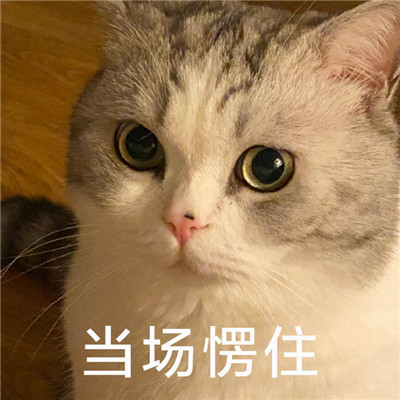 让你不愿意轻易示人的可爱表情 攒了很久的表情包