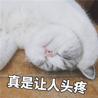 看到就想收藏的萌猫表情包无水印 你可以躲着被窝里哭但不能回头