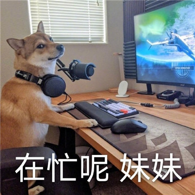 宠物斗图表情包日常可爱 搞怪的萌宠图片表情包合集