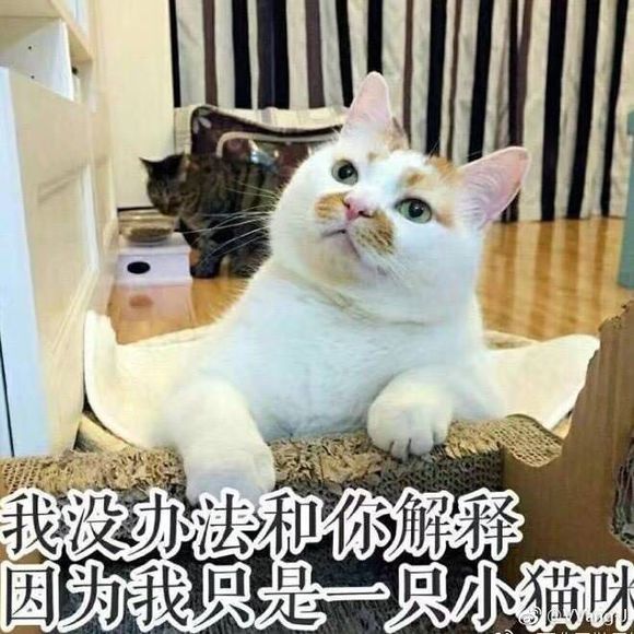 我没功夫和你解释，因为我只是一只小猫咪