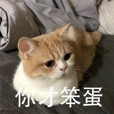 猫咪看笨蛋表情包合集 猫咪表情包大眼睛