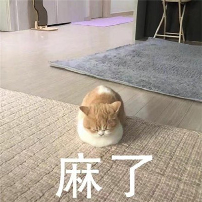 猫咪看笨蛋表情包合集 猫咪表情包大眼睛