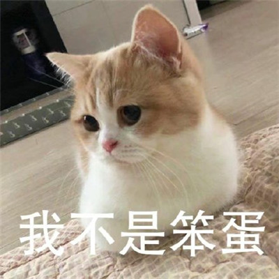 猫咪看笨蛋表情包合集 猫咪表情包大眼睛