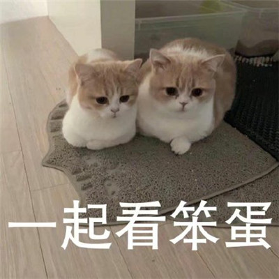 猫咪看笨蛋表情包合集 猫咪表情包大眼睛