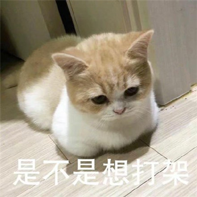 猫咪看笨蛋表情包合集 猫咪表情包大眼睛