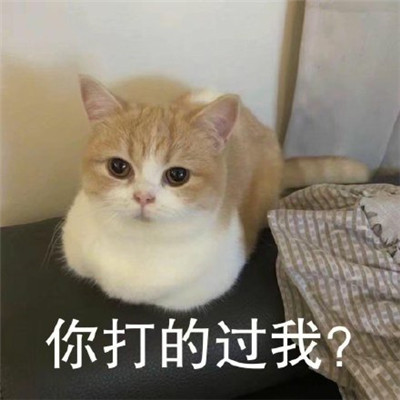 猫咪看笨蛋表情包合集 猫咪表情包大眼睛