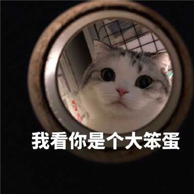 猫咪看笨蛋表情包合集 猫咪表情包大眼睛