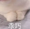 乖巧小猫