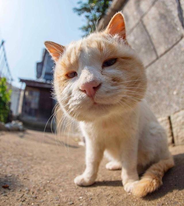 可爱猫猫