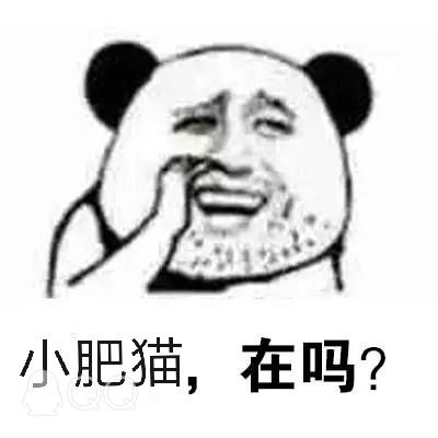 小肥猫，在吗？