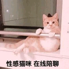 性感猫咪在线陪聊