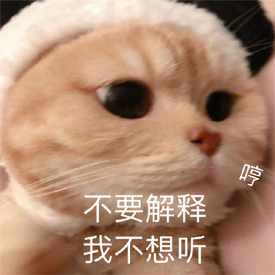 适合生气时用的表情包 生气的猫咪表情包超凶可爱