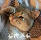 猛虎落泪