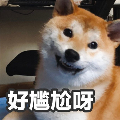 柴犬表情包可爱图片 微信柴犬表情包可爱搞笑