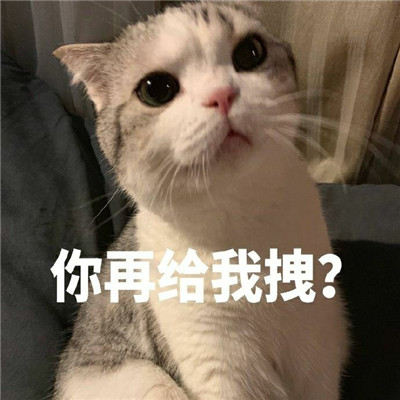 可爱猫咪表情包合集 抖音最火猫咪表情包带字图片