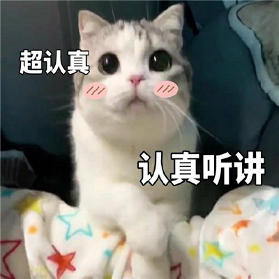 可爱猫咪表情包合集 抖音最火猫咪表情包带字图片