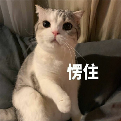 可爱猫咪表情包合集 抖音最火猫咪表情包带字图片