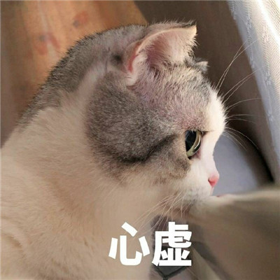 可爱猫咪表情包合集 抖音最火猫咪表情包带字图片