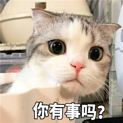 可爱猫咪表情包合集 抖音最火猫咪表情包带字图片