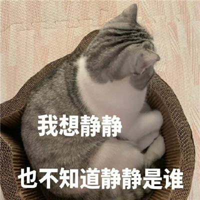 可爱猫咪表情包合集 抖音最火猫咪表情包带字图片