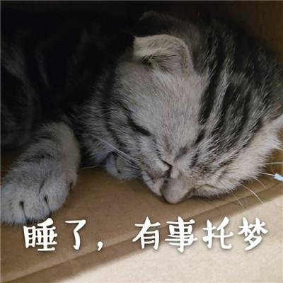 可爱猫咪表情包合集 抖音最火猫咪表情包带字图片