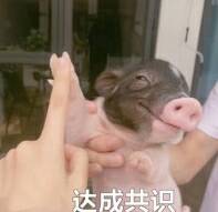 达成共识（小猪）