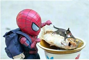 抖音热门猫咪和蜘蛛侠表情包大全 抖音猫咪和蜘蛛侠搞笑可爱表情图片