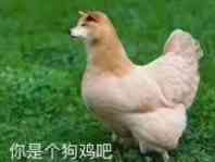 你是个狗鸡吧