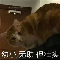 微信猫咪表情包可爱带字 长得可爱就是麻烦