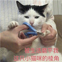 微信猫咪表情包可爱带字 长得可爱就是麻烦