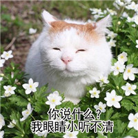 微信可爱猫咪表情包带字 你说什么我眼睛小听不清