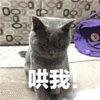 微信可爱猫咪表情包带字 你说什么我眼睛小听不清