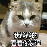 微信可爱猫咪表情包带字 你说什么我眼睛小听不清