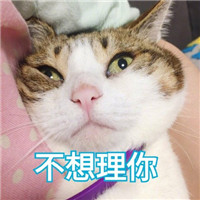 微信可爱猫咪表情包带字 你说什么我眼睛小听不清