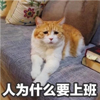 微信可爱猫咪表情包带字 你说什么我眼睛小听不清