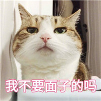 微信可爱猫咪表情包带字 你说什么我眼睛小听不清