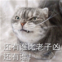 微信猫咪超凶的表情包 没有人可以比老子更凶