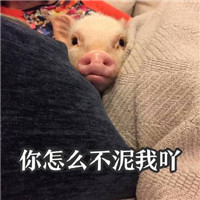 粉嫩小猪猪表情包大全2018 我爱工作工资使我又白又胖