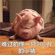 2017猪猪表情包图片大全 各种猪猪无水印表情超萌