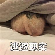 2017猪猪表情包图片大全 各种猪猪无水印表情超萌