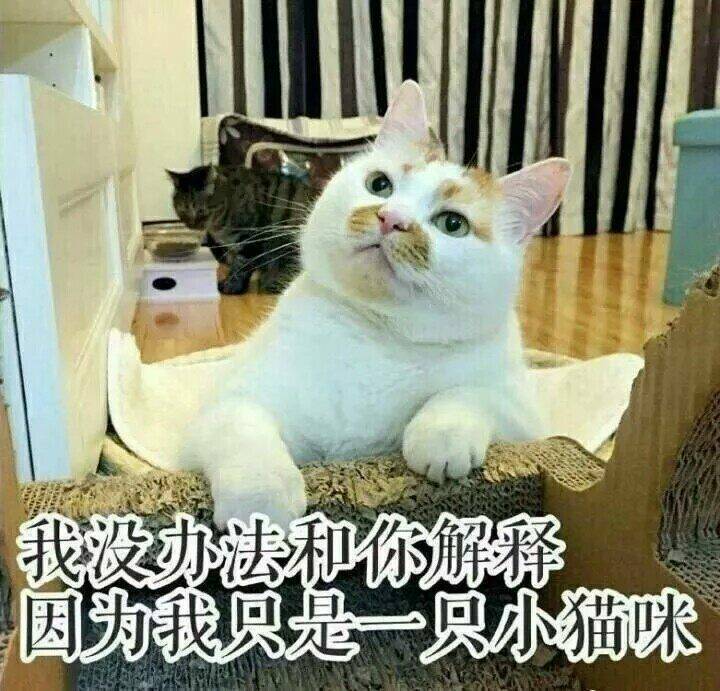 我没办法和你解释，因为我只是一只小猫咪