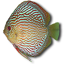 漂亮可爱海洋鱼类表情